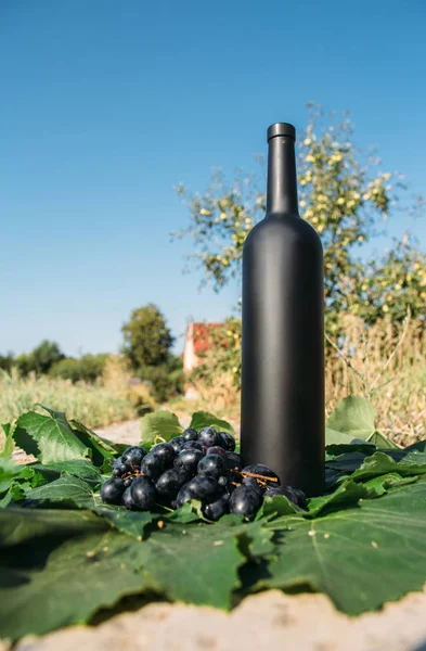Bottiglia di vino sta contro le foglie verdi del vigneto. vite. bevanda naturale, vigneti privati. bevanda naturale, vigneti privati uva sono nelle vicinanze in piedi sulla strada in campagna — Foto Stock
