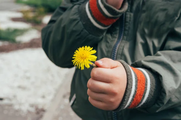 Kleine handen met een paardebloem bloem — Stockfoto