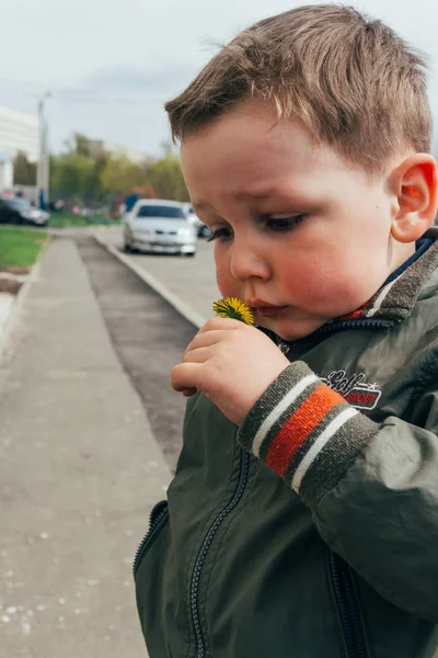 Małe rączki trzyma kwiat mniszek — Zdjęcie stockowe