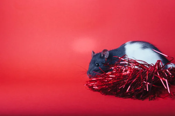 Rat sur un fond rouge à côté des rubans rouges du Nouvel An — Photo