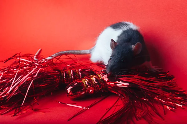 Rat sur un fond rouge à côté des rubans rouges du Nouvel An — Photo