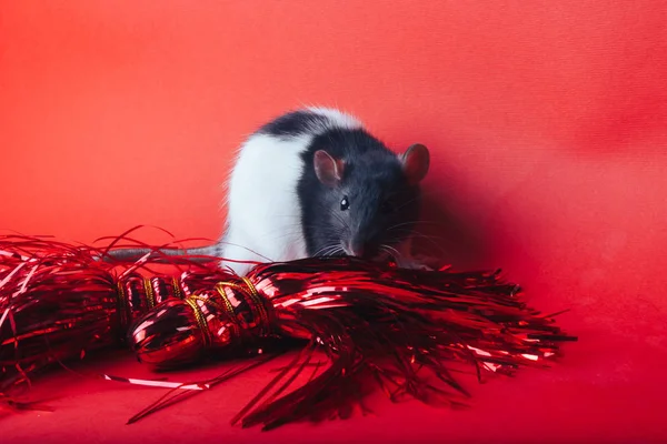 Rat sur un fond rouge à côté des rubans rouges du Nouvel An — Photo