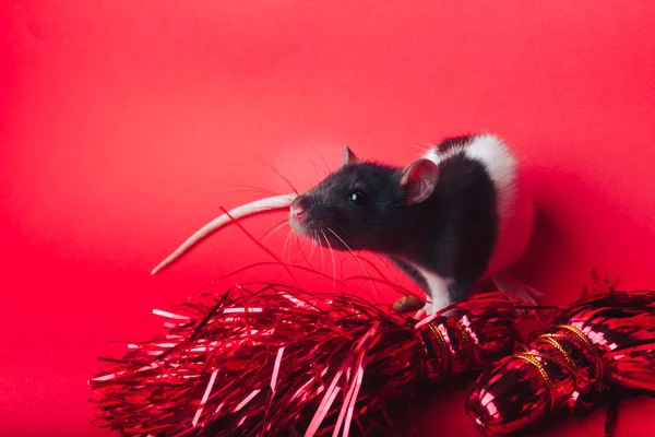 Rat sur un fond rouge à côté des rubans rouges du Nouvel An — Photo