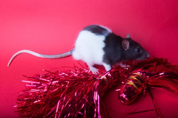 Rat sur un fond rose à côté de rubans roses Nouvel An — Photo