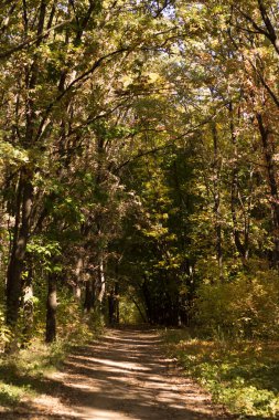 Sarı ormandaki sonbahar manzara.