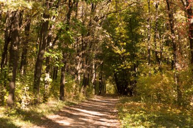 Sarı ormandaki sonbahar manzara.