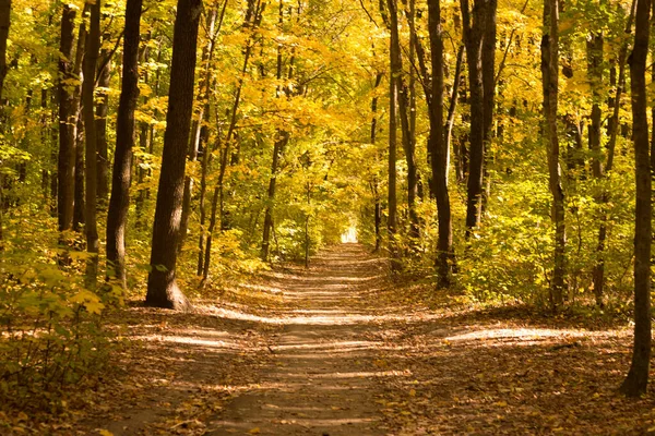 Осінній пейзаж в жовтому лісі . — стокове фото