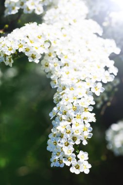 Alanlara cinerea. Beyaz alyssum, güzel kokulu çiçek bahçesi. Gri Grefsheim, alanlara cinerea Zabel, çiçek açması Spirey. Beyaz bahar çiçekleri. Soyut bulanık çiçeği arka plan.
