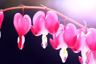 Çiçek açan kanama kalp çiçekler. Güzel çiçekler Dicentra kalp şeklinde adlandırılmış. Pembe ve beyaz renklerde bahar çiçek kompozisyon. 