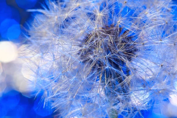 Fragile Fluff Dandelion Blowball Blue Background Parachutes Dandelion Seeds Close — Stock Photo, Image