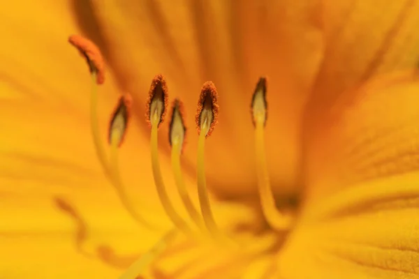 Turuncu lily çiçek ercik içinde makro resim, portre polen Tarih ile. Makro fotoğrafçılık afiş, kapaklar ve diğer tasarım projeleri için bir turuncu ya da sarı lily çiçek.
