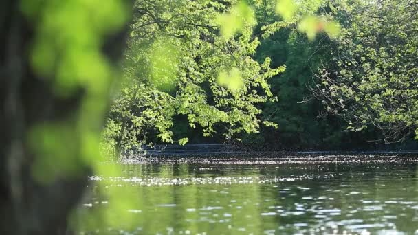 Pohádkové scény s divoké přírody, stromy a keře rostou ve vodním prostředí. Kouzlo vodní hladiny řeky při západu slunce, v letním dni. Efekt přechodu od dlouhý záběr zblízka záběry. Zpomalené video.