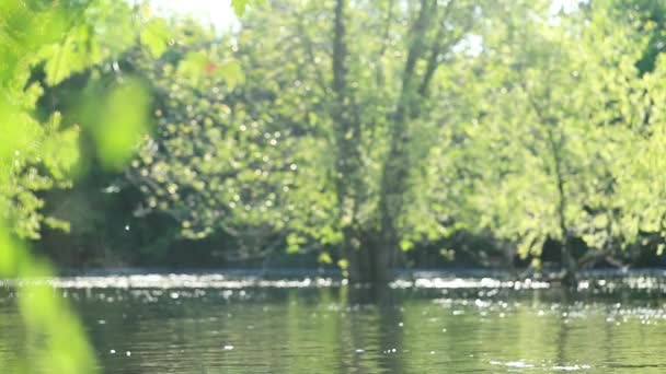 Екзотичний Літній Пейзаж Пухом Дерев Падає Водну Поверхню Річки Тропічне — стокове відео