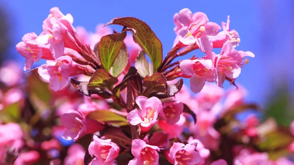 Fleurs Roses Magiques Sur Fond Ciel Bleu Printemps Été Arbustes — Photo