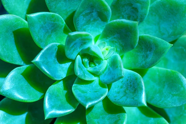 Bladeren Van Succulente Installatie Bovenaanzicht Van Groene Cactusbloem Close Foto — Stockfoto