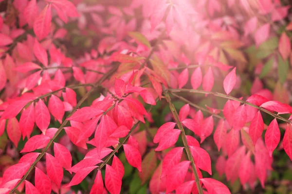 Feuilles Automne Rouge Fond Lever Coucher Soleil Branche Avec Des — Photo