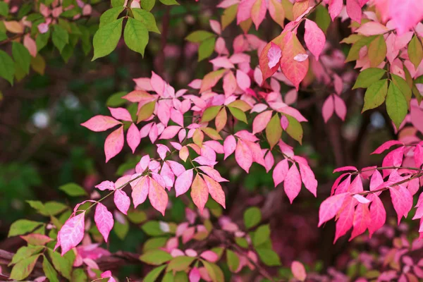 Roze Herfstbladeren Achtergrond Tijd Van Ochtend Tak Met Roze Kleur — Stockfoto