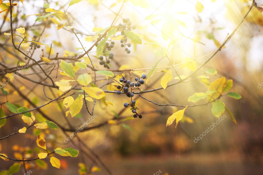 Autumn forest background with wild grapes and colorful red and yellow leaves. Autumnal landscape in the rain day. Great gold fall composition with vine leaf at sunrise. Rusty autumn foliage in the morning. 