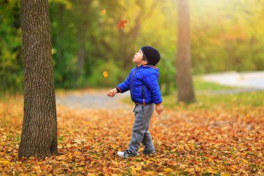 Yakışıklı bir altın sonbahar yaprak renkli sonbahar manzara arka plan üzerinde toplar. Sevimli çocuk sonbahar mevsiminde sonbaharda akçaağaç yaprakları yakalar. En iyi medya projeleri için kavramsal resim. Yakışıklı bir altın sonbahar yaprak backgro üzerinde toplar.