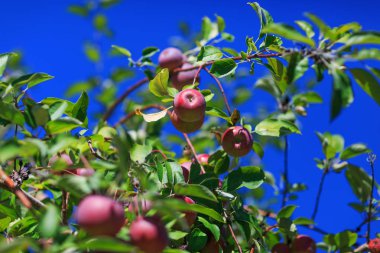 Yeşil yaprakları ve mavi gökyüzü arka plan üzerinde izole kök ile organik yetiştirilen kırmızı elma. Doğal meyve bahçesi renkler Olgun kırmızı elma ile şube. Organik meyve ve tarım alanı için kavramsal resim.