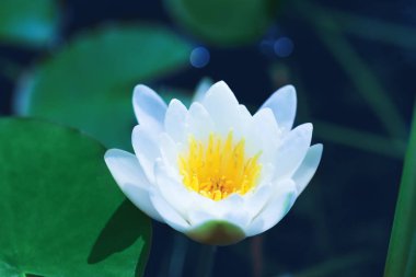 Harika lily çiçek çiçek veya beyaz lotus gölet üzerinde çiçeklenme. Nilüferler bir nehir manzara üzerinde yüzer. Güzel beyaz çiçek yaprak yeşil göl yüzeyi ile.