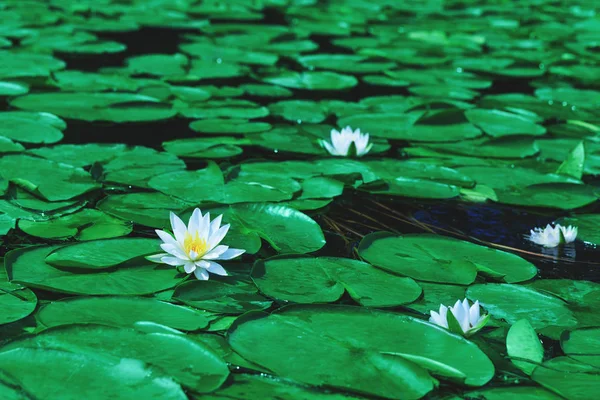Korku veren Beyaz Nilüfer blooms bir havuzda. Kışın sarı polen olan beyaz lotus. Bir tek beyaz Nilüfer bir gölet su yüzeyinde çiçek. Nymphaea alba, su gül veya beyaz nenuphar.