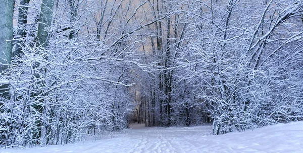 An winter scenic landscape in cold season. Wonderful white forest in december. Tree branches filled with immaculate snow at night. Threes texture on a stunning forested background.