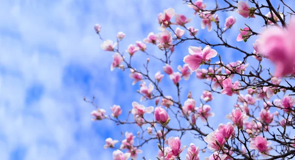Fond Incroyable Avec Magnolia Arbre Fleurs Violettes Colorées Printemps Beaux — Photo