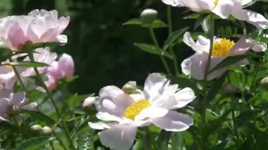 Şakayık tesisleri beyaz çiçek açması ya da lily. Çiçek açan peonies çiçek bahar zaman sabah alan. Yeşil bahçe arka plan üzerinde pembe bitki demet.