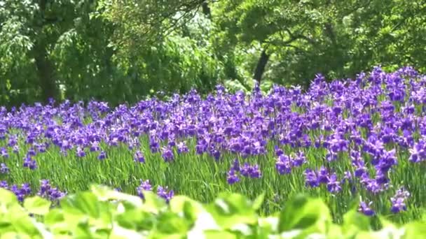 朝の時間のすばらしい紫の春の花 咲きの美しい紫フィールドの花風景 すみれ色の植物の草原と魔法の幻想的な森 — ストック動画