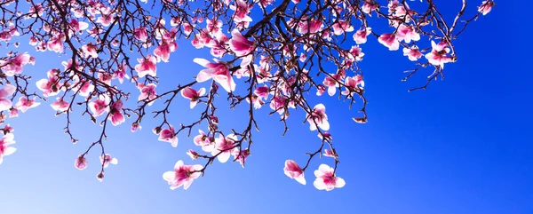 Sprouts of magnolia tree on background of blue sky, during spring period. Budded branch with pink flowers in bloom season. Flourishing or bloom period for the cherry, apple and magnolia trees. Best picture for greeting card.