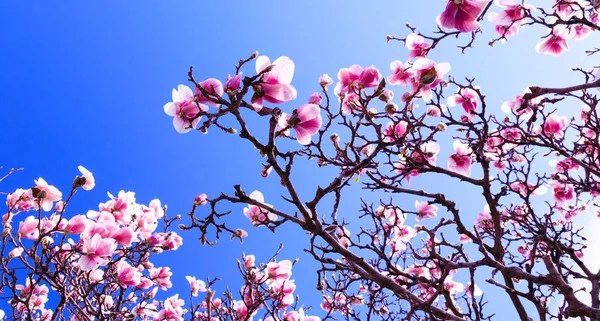 Magnolia Fleurs Sur Fond Ciel Bleu Printemps Branche Fleurie Avec — Photo