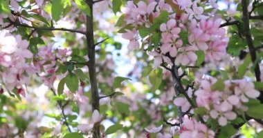 Ağaçta ilkbaharda çiçek açan çiçeği. Bahar ağacı çiçeği çiçekleri pembe ve kırmızı yaprakları ile. Elma ağacı çiçek çiçeklenme. Çiçek açması elma ağacı çiçek yeşil yaprakları ile. 4k video