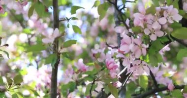 Çiçek çiçek yeşil yaprakları ile elma ağacının. Elma ağacı çiçek çiçek açan çarpıcı. Ağaçta ilkbaharda çiçek açan çiçeği. Bahar ağacı çiçeği çiçekleri pembe ve kırmızı yaprakları ile. 4k video