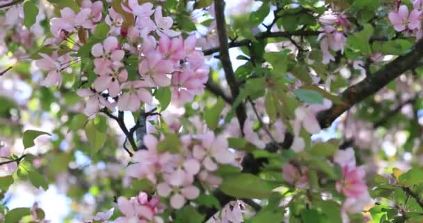 Beautiful Apple Tree Flowers Blooming Blossom Blooming Tree Springtime Spring — Stock Video