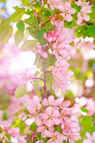 Fond de Pâques avec floraison au printemps . — Photo