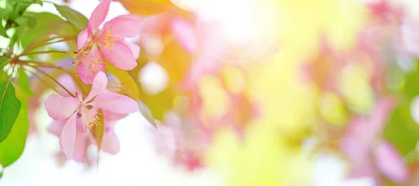 Fond rose et jaune avec floraison au printemps . — Photo