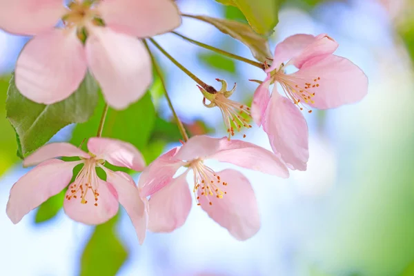 Des étamines de fleurs de fleurs avec des pétales roses et rouges sur fond de ciel bleu . — Photo