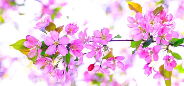 Superbe fleur de cerisier rose sur l'arbre au printemps. Branche de fleurs de pomme dans une journée ensoleillée magnifique. Belles fleurs roses comme fond pour Pâques hollyday . — Photo