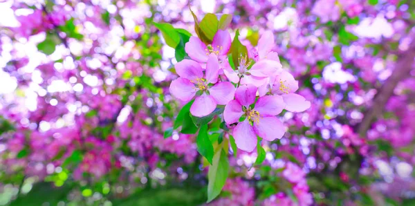 Branche naturelle de la fleur de cerisier violet pendant la saison printanière. Arbre de fleurs de pomme dans une journée ensoleillée magnifique . — Photo