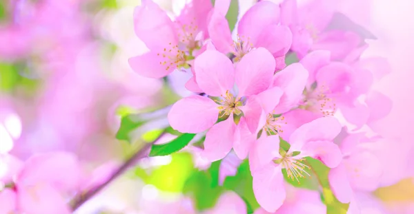 La cerise rose fleurit sur l'arbre au printemps. Branche de fleurs de pomme dans une journée ensoleillée incroyable . — Photo