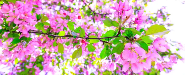 Foto con rama de flores de manzana en un día soleado impresionante . — Foto de Stock