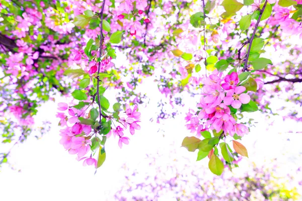 Magnifique branche de fleurs de cerisier violet au printemps . — Photo
