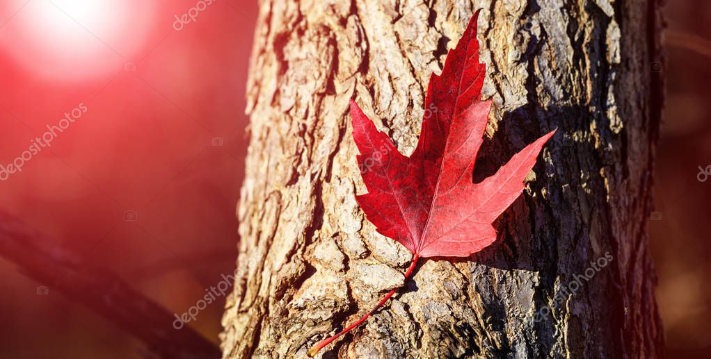 Red maple leaf. Canada Day maple leaves background. Falling red leaf for Canada Day 1st July. Happy Canada Day real maple leaves in shape of Canadian Flag.