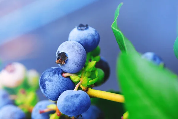 Real ripe blueberry branch on a blueberry bush. Blueberry field or orchard with real organic blueberries on the cluster. Raw and juicy fruits in natural background. — Stock Photo, Image