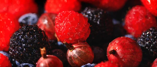 Närbild bild av rött och svart hallon på bakgrund av blåbär och krusbär. Färska bär sortiment. — Stockfoto