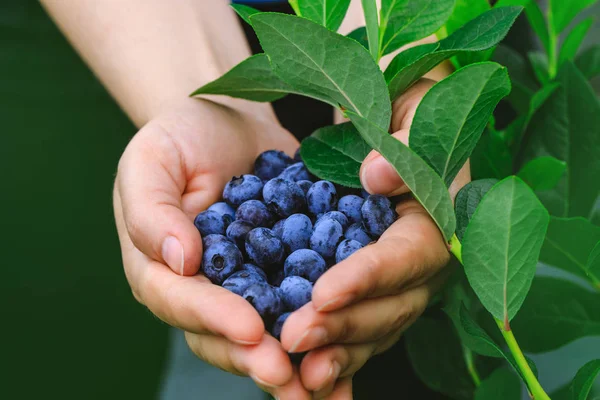 Riktig kvinna med handfull nyplockade blåbär. Fresh blå bär frukter presenteras i flicka händer. — Stockfoto