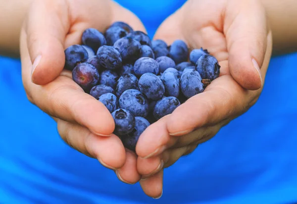 Fresh blå bär frukter presenteras i flicka händer. Riktig kvinna med handfull nyplockade blåbär. — Stockfoto