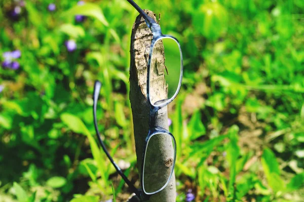 Hipster glasses hanging in tree trunk. Fancy optometry glasses in green grass and violet flowers.