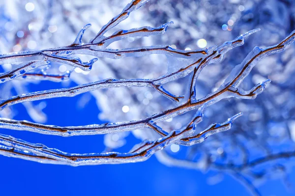 Naturkatastrophe in Kanada mit gefrorenen Knospen und Eiszapfen, die von Ästen hängen. echtes Eis sprießt im kalten kanadischen Frühling. Eiszapfen schmelzen vor blauem Himmel. — Stockfoto